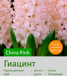  Гиацинт (Heacintus) China Pink